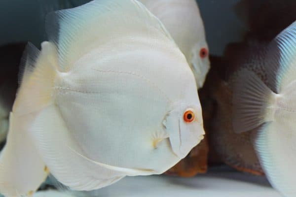 Discus Albino