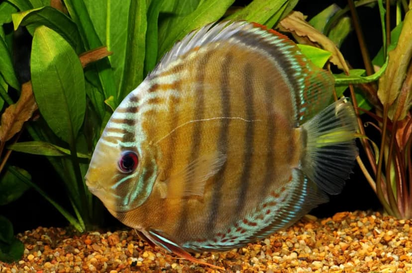 Discus Cokelat