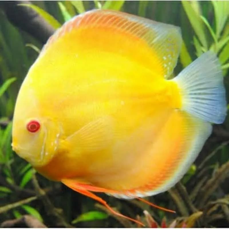 Discus Golden Yellow