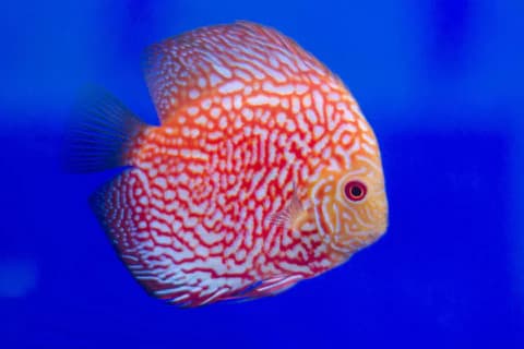 Discus Pigeon Blood