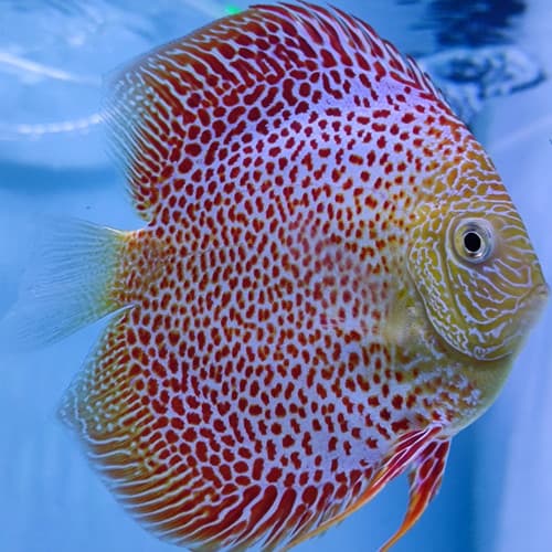 Discus Snake Skin