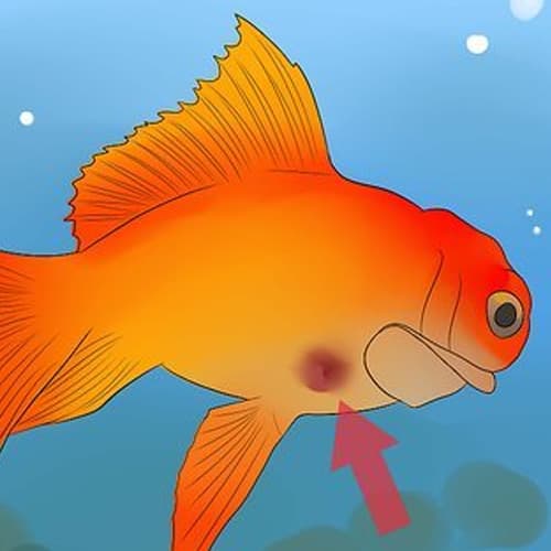 Gill Disease