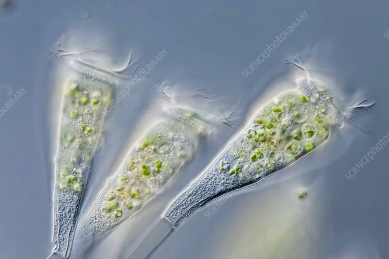 Epistylis