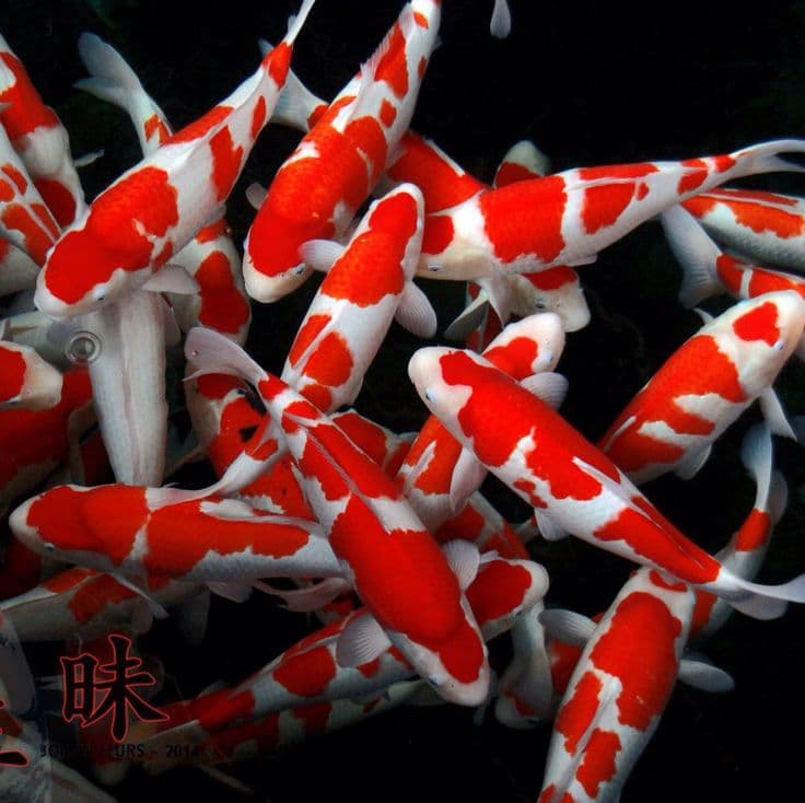 Tips Untuk Meningkatkan (Fish Color) Warna Ikan Koi Anda