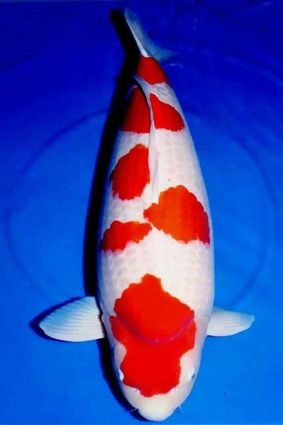 10 Jenis Ikan Koi Kohaku Japan dan Cara Mengidentifikasi Koi Kohaku yang Bagus