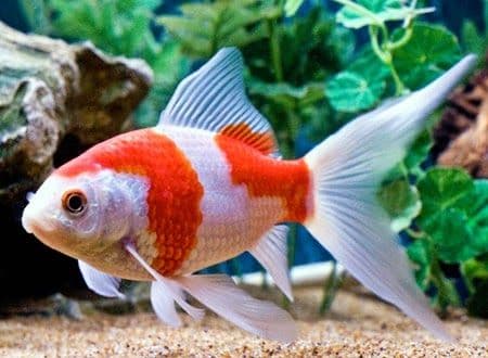 Jenis-Jenis Ikan Mas Koki (Goldfish)_Komet