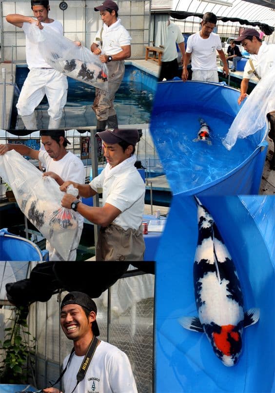 Hobi Memelihara Ikan Koi? Perhatikan 7 Hal Penting Ini Agar Koi Anda Tetap Sehat dan Berumur Panjang