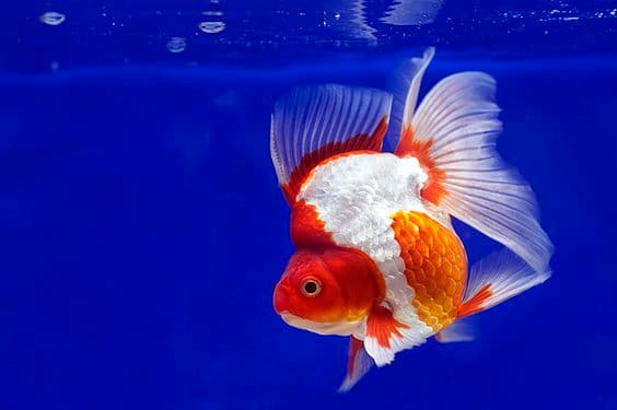 Jenis-Jenis Ikan Mas Koki (Goldfish)_Ryukin