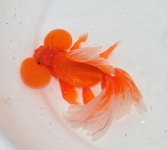 Jenis-Jenis Ikan Mas Koki (Goldfish)_Bubble Eye