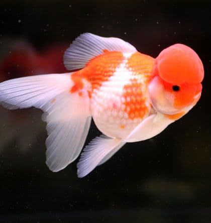 Jenis-Jenis Ikan Mas Koki (Goldfish)_Fantail
