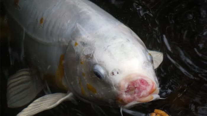 8 Jenis Penyakit Ikan Koi yang Umum Terjadi_Busuk Mulut