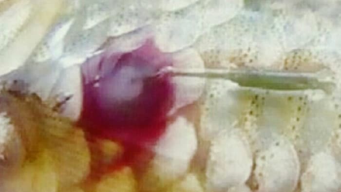 8 Jenis Penyakit Ikan Koi yang Umum Terjadi_Cacing Jangkar