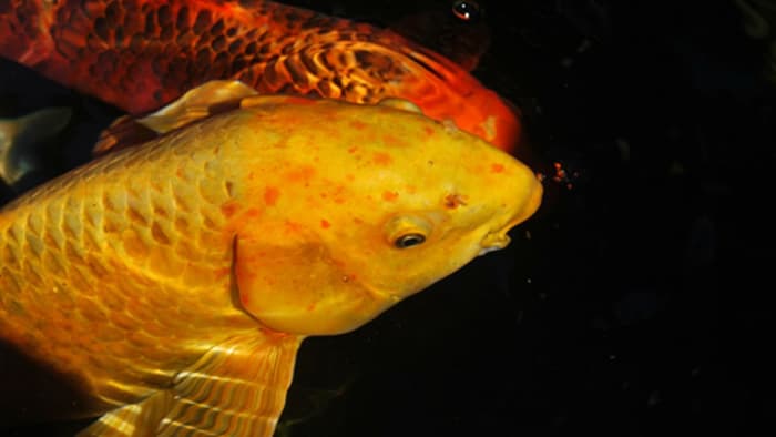 8 Jenis Penyakit Ikan Koi yang Umum Terjadi_Kutu Ikan