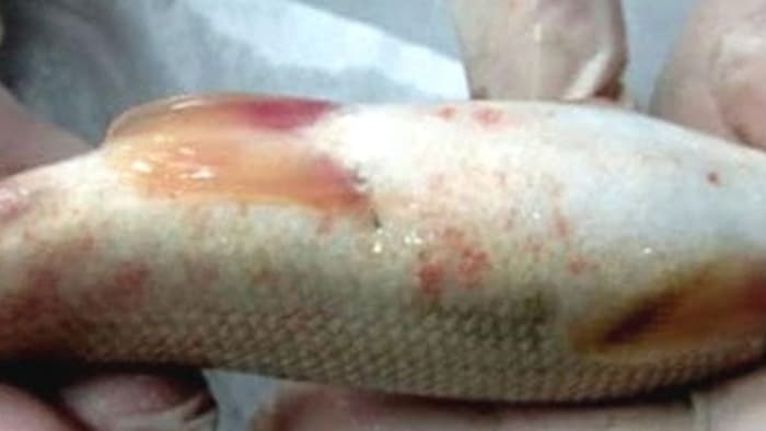 8 Jenis Penyakit Ikan Koi yang Umum Terjadi_Trichodina
