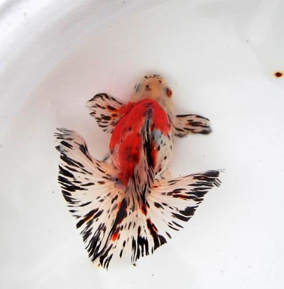 Jenis-Jenis Ikan Mas Koki (Goldfish)_Butterfly Tail