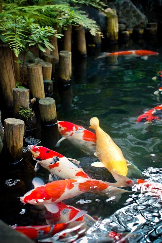 Ini Manfaat dan Keunikan Dari Ikan Koi yang Akan Membuat Anda Tertarik Memeliharanya