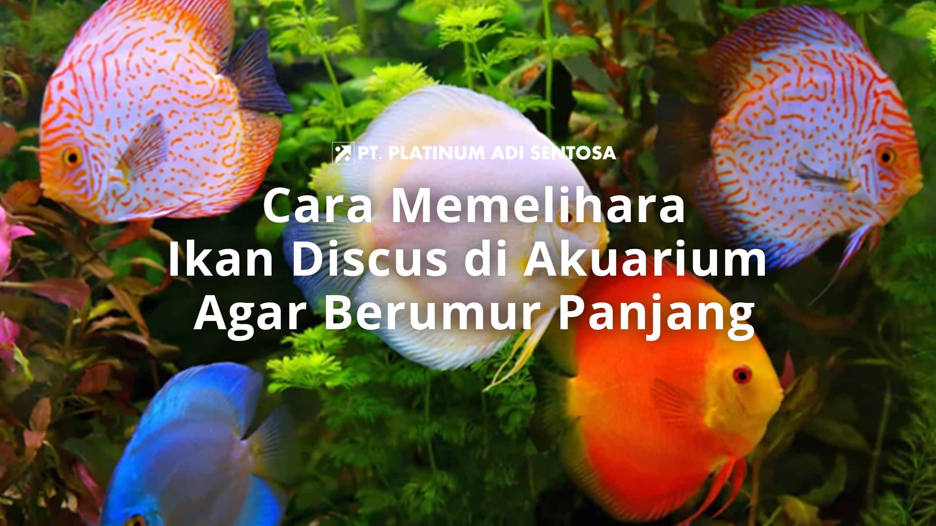 Cara Memelihara Ikan Discus di Aquarium Agar Berumur Panjang