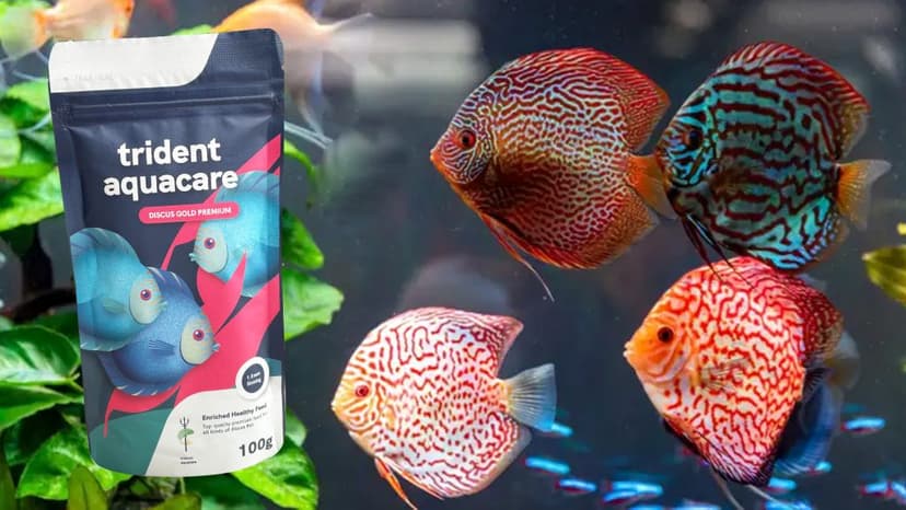 Pemilihan Makanan Ikan Discus yang Tepat