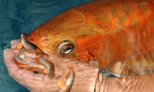 Terapkan Teknik Breeding Atau Pemijahan Ikan Arwana Ini Agar Sukses Panen Berlimpah dan Raih Untung!