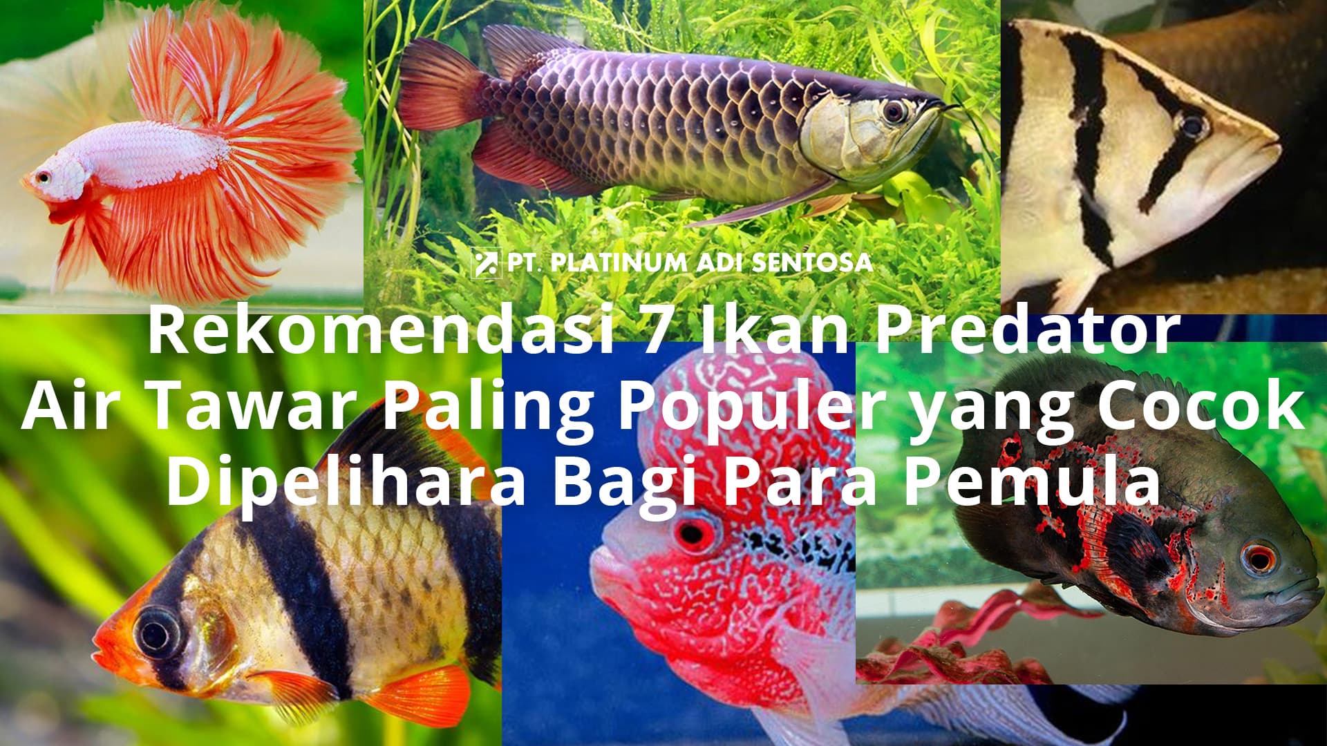 Rekomendasi 7 Ikan Predator Air Tawar Paling Populer yang Cocok Dipelihara Bagi Para Pemula