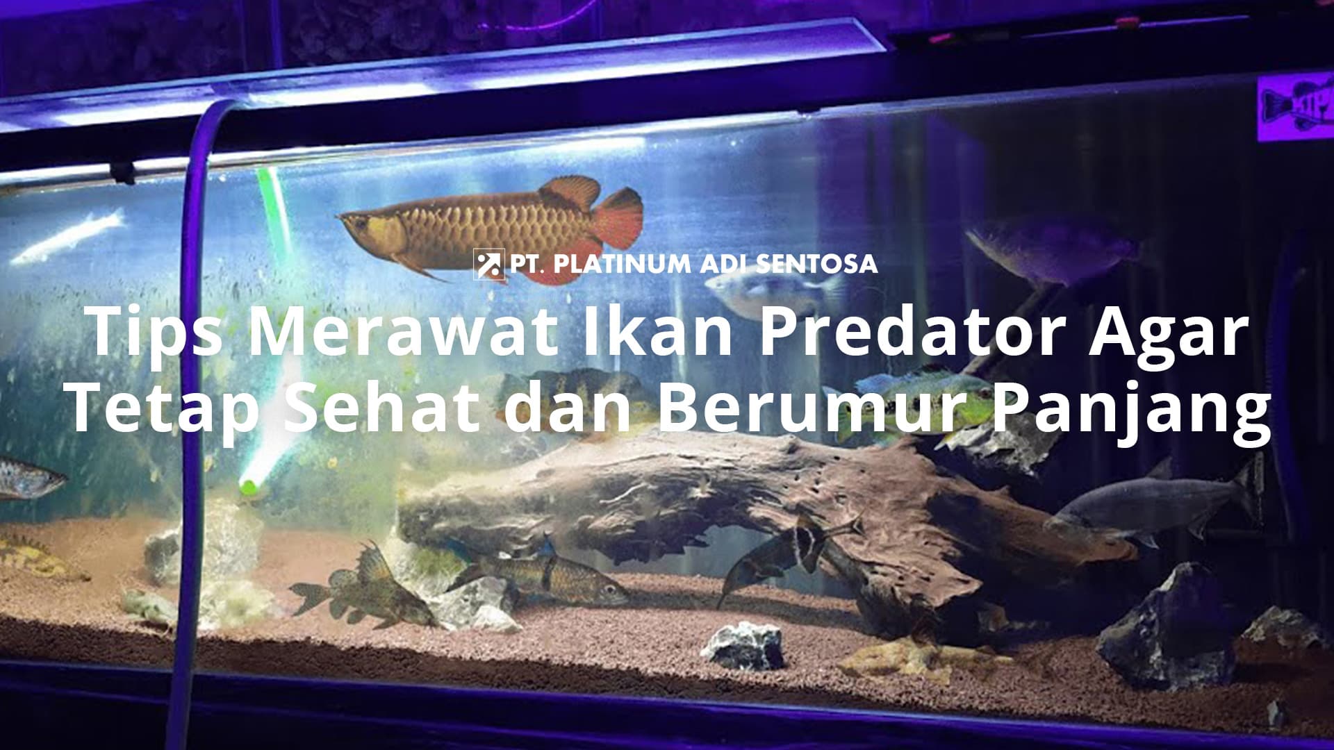 Tips Merawat Ikan Predator Agar Tetap Sehat dan Berumur Panjang