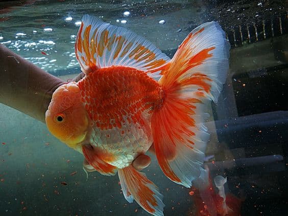 Cara Merawat Ikan Mas Koki ( Goldfish ) Anda Agar Tetap Sehat dan Berumur Panjang