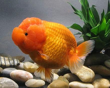 Jenis-Jenis Ikan Mas Koki (Goldfish)_Lionhed