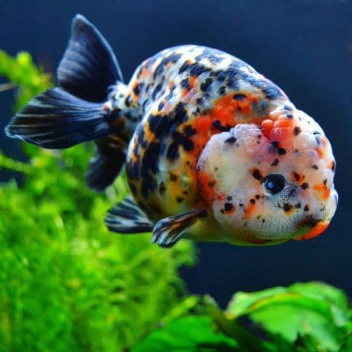 Jenis-Jenis Ikan Mas Koki (Goldfish)_Ranchu