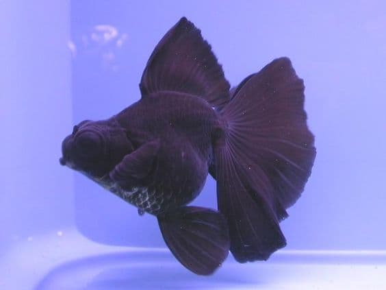 Jenis-Jenis Ikan Mas Koki (Goldfish)_Black Moor