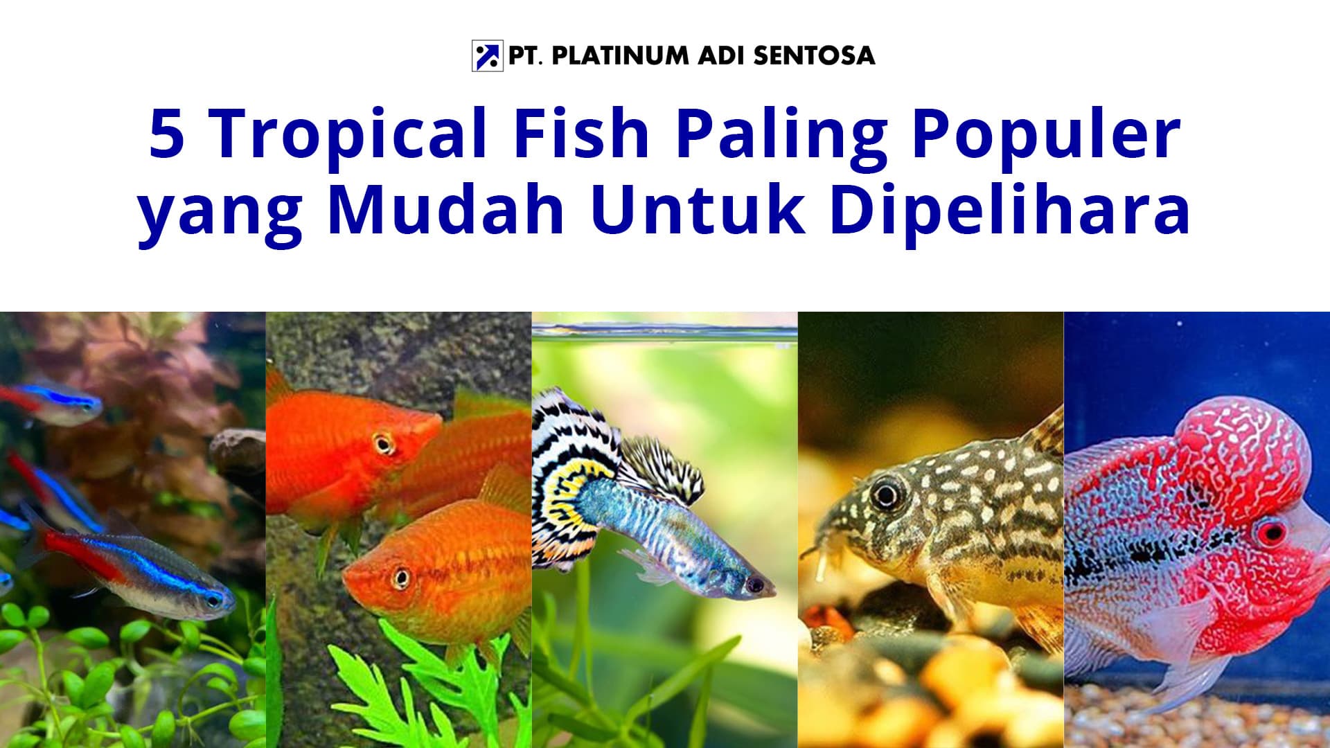 5 Tropical Fish Paling Populer yang Mudah Untuk Dipelihara