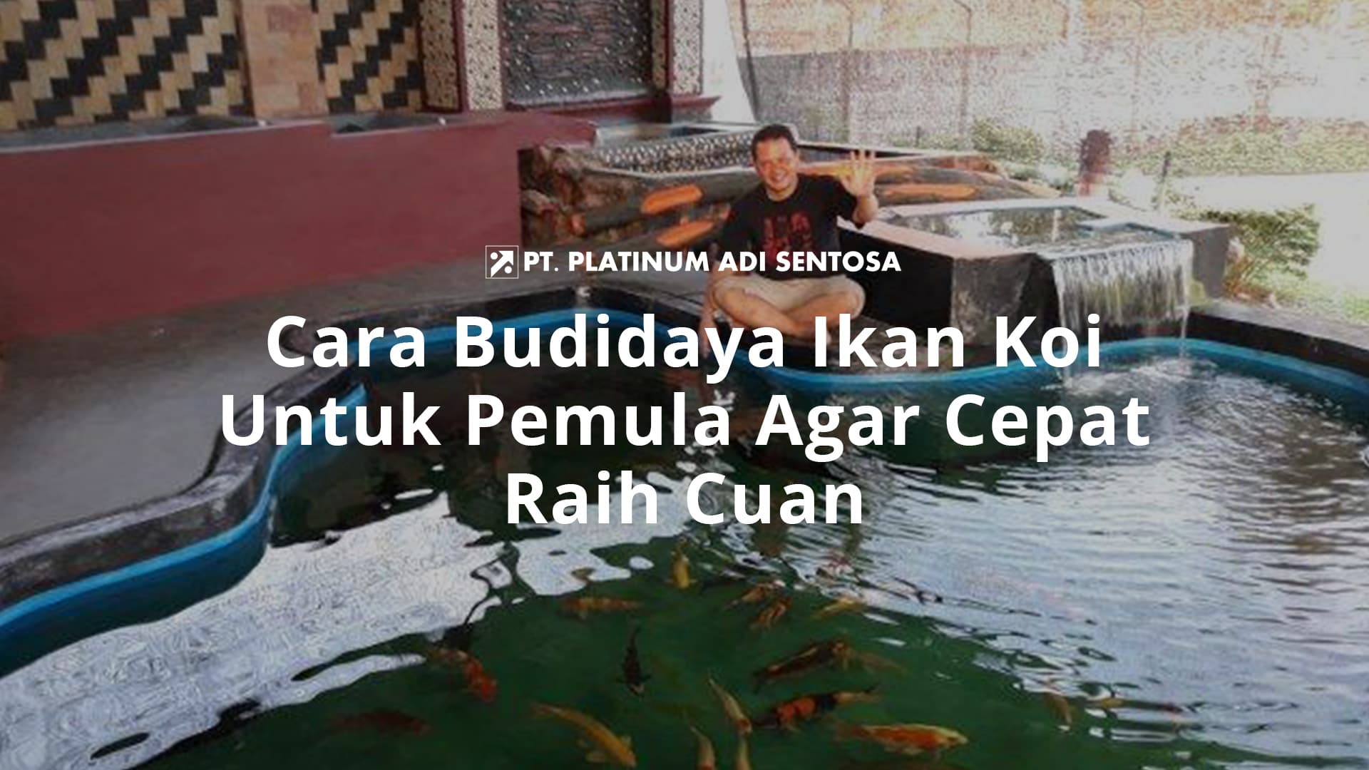 Cara Budidaya Ikan Koi Untuk Pemula Agar Cepat Raih Cuan