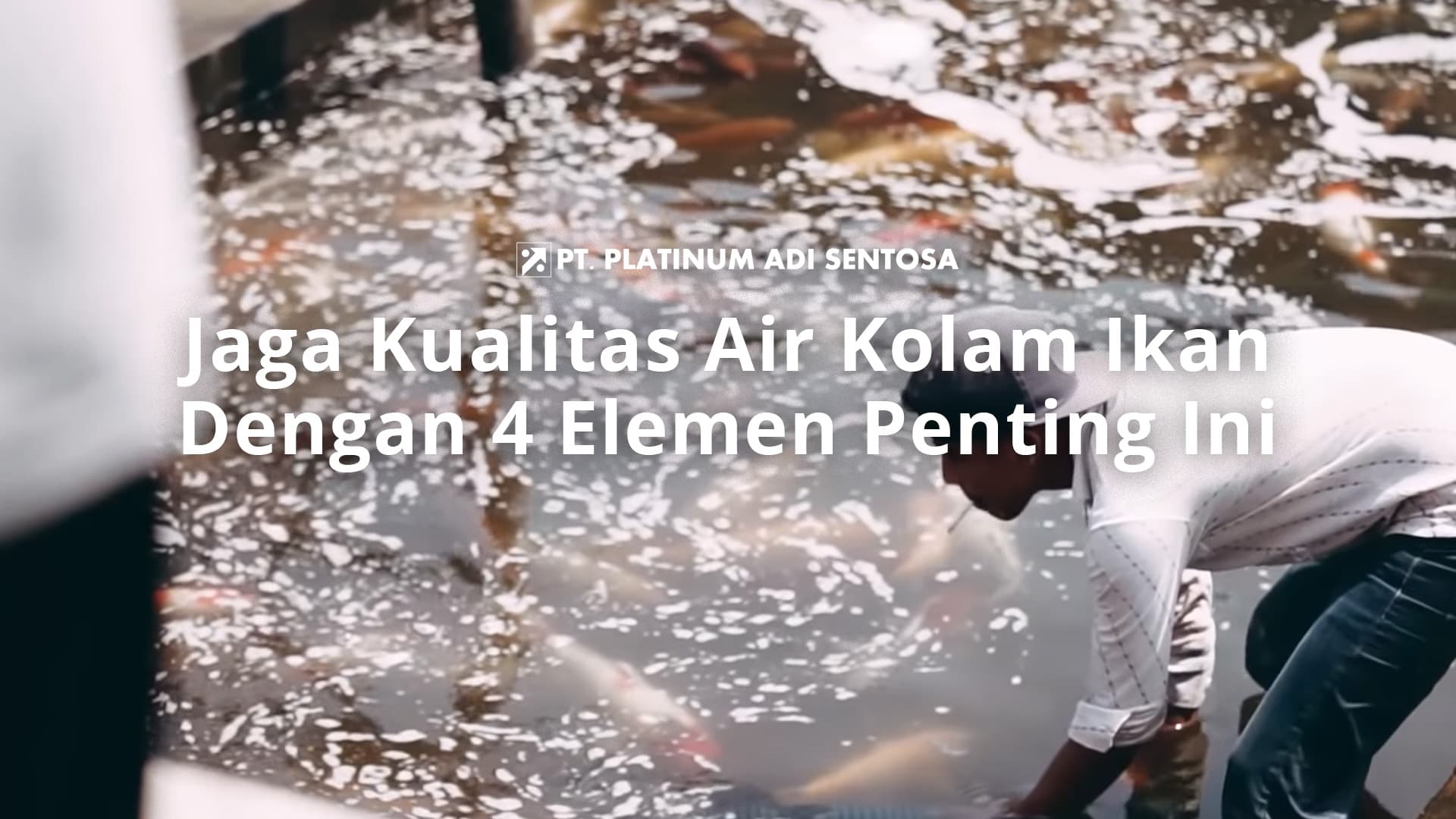 Jaga Kualitas Air Kolam Ikan Dengan 4 Elemen Penting Ini