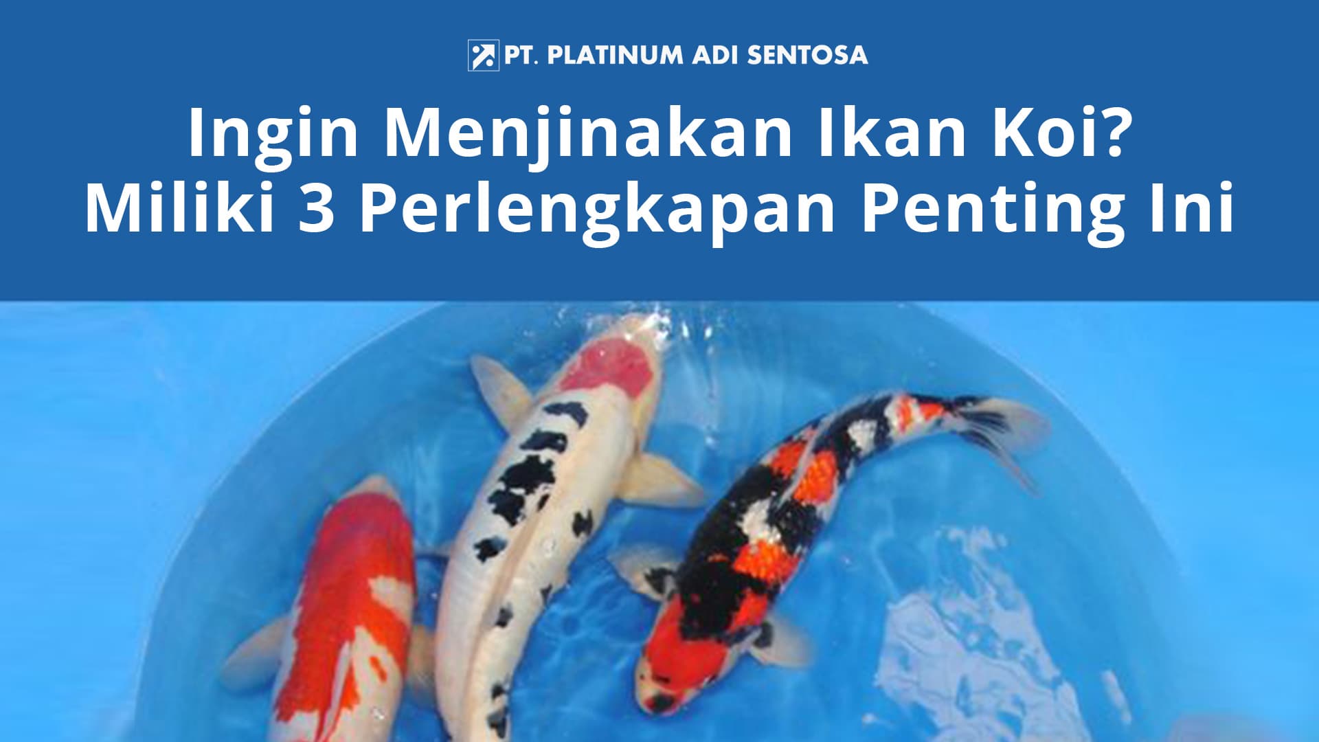 Ingin Menjinakan Ikan Koi? Miliki 3 Perlengkapan Penting Ini