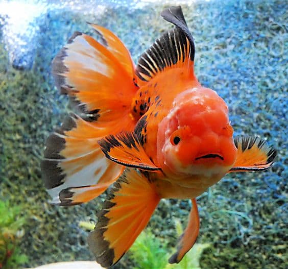 Manfaat Probiotik Bagi Oranda Goldfish