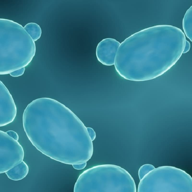 Mengenal Jenis Probiotik_Saccharomyces Boulardii