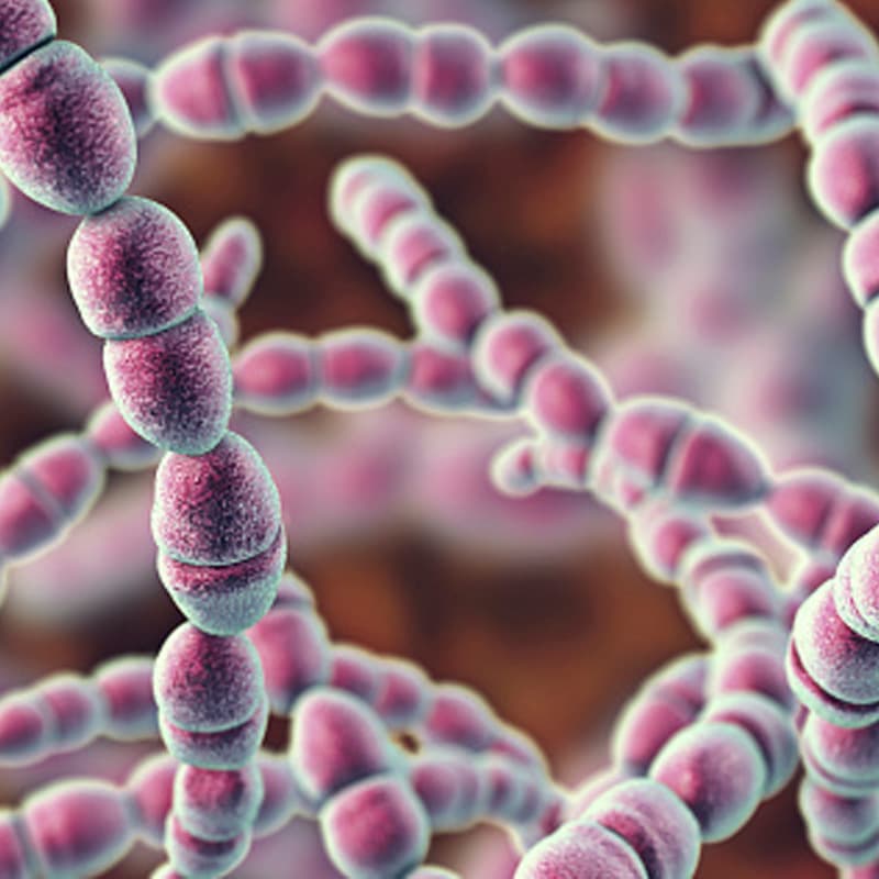 Mengenal Jenis Probiotik_Streptococcus Thermophilus