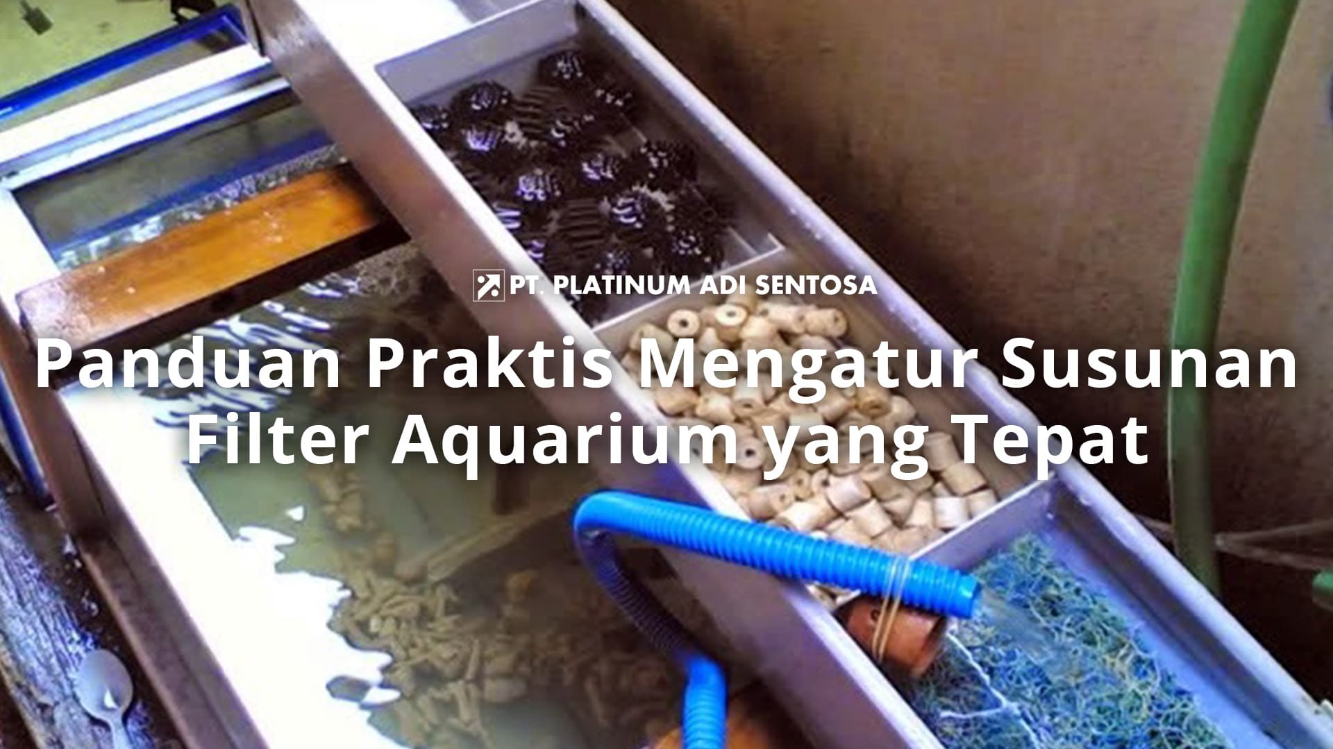 Panduan Praktis Mengatur Susunan Filter Aquarium yang Tepat