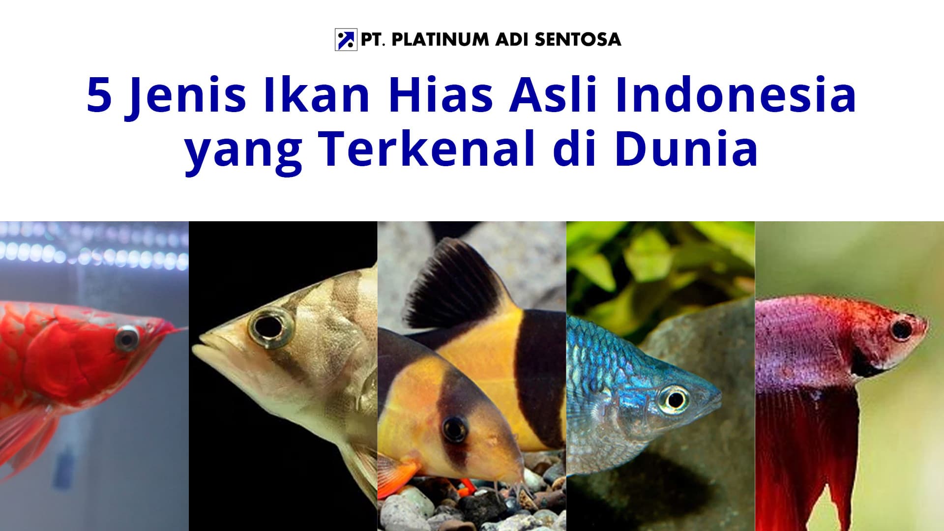 5 Jenis Ikan Hias Asli Indonesia yang Terkenal di Dunia