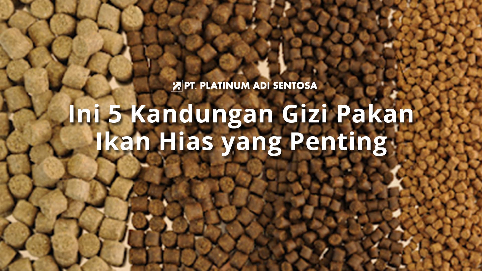 Ini 5 Kandungan Gizi Pakan Ikan Hias yang Penting