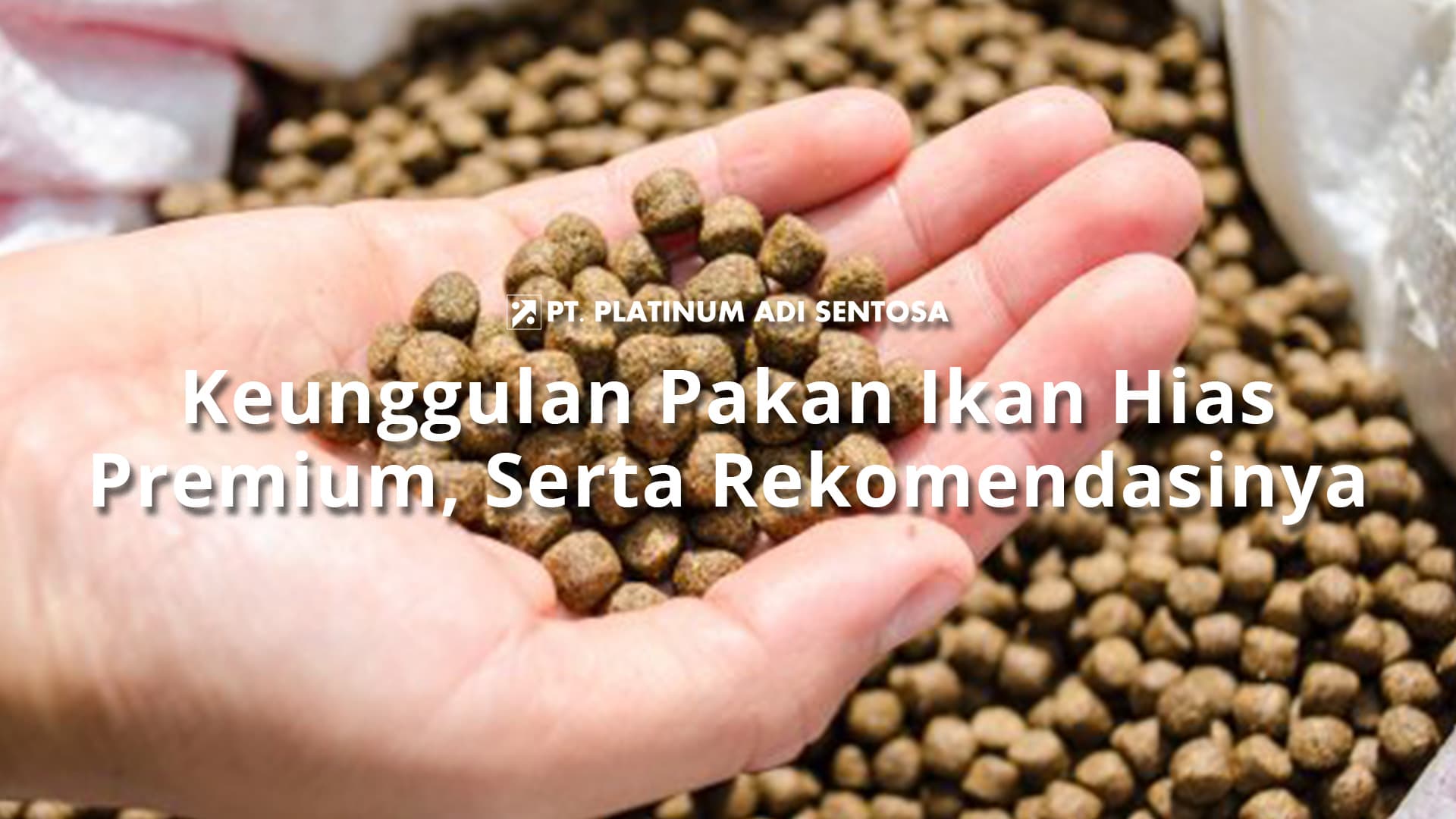 Keunggulan Pakan Ikan Hias Premium, Serta Rekomendasinya