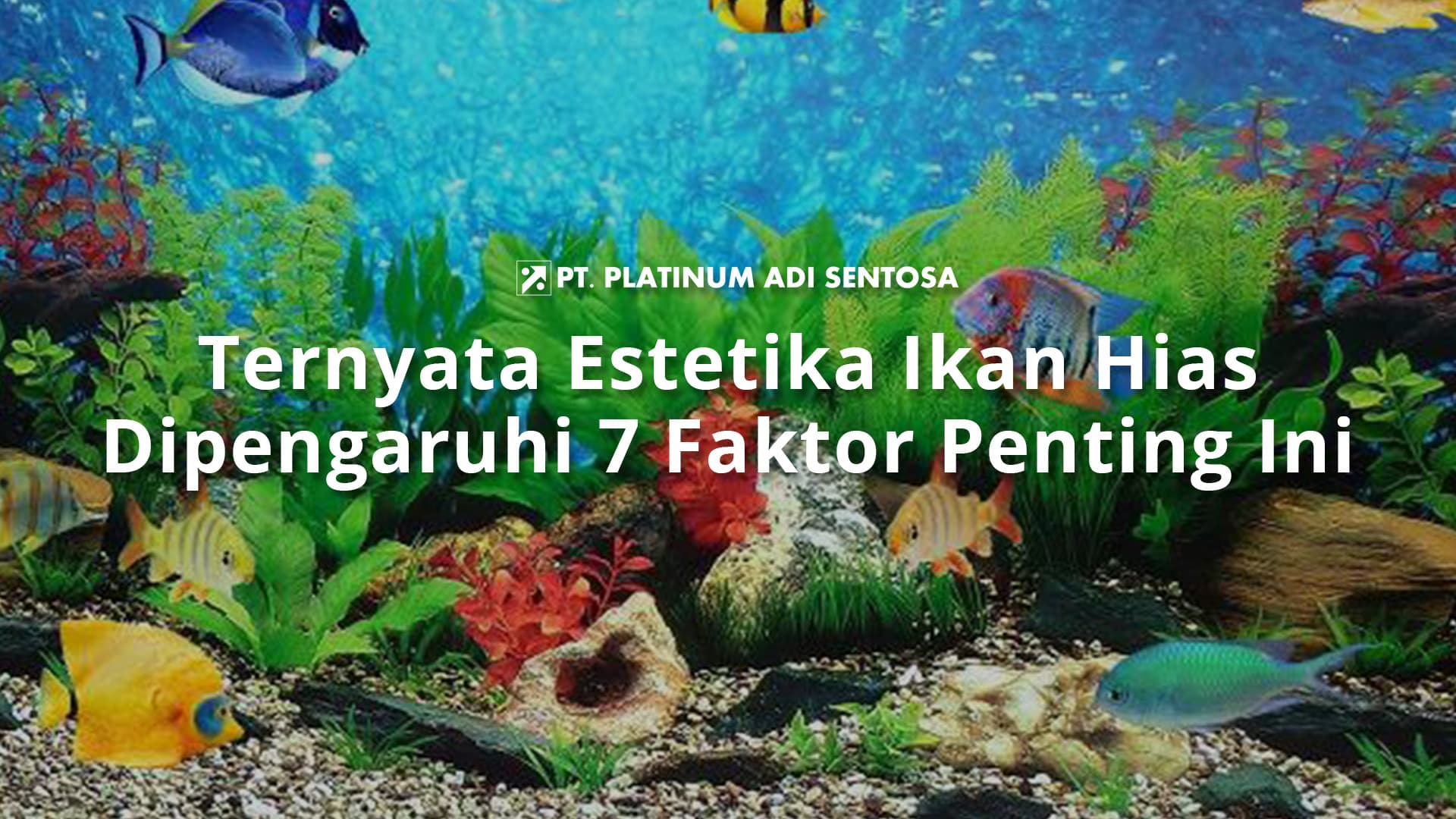 Ternyata Estetika Ikan Hias Dipengaruhi 7 Faktor Penting Ini