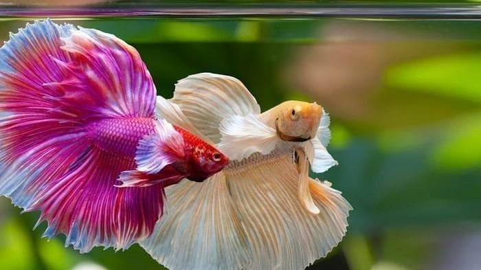 Ternyata Estetika Ikan Hias Dipengaruhi 7 Faktor Penting Ini_Gerakan Yang Elegan