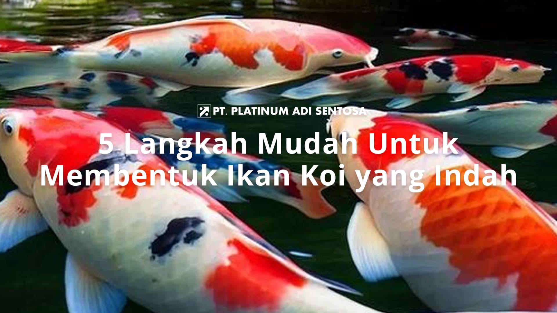 5 Langkah Mudah Untuk Membentuk Ikan Koi yang Indah