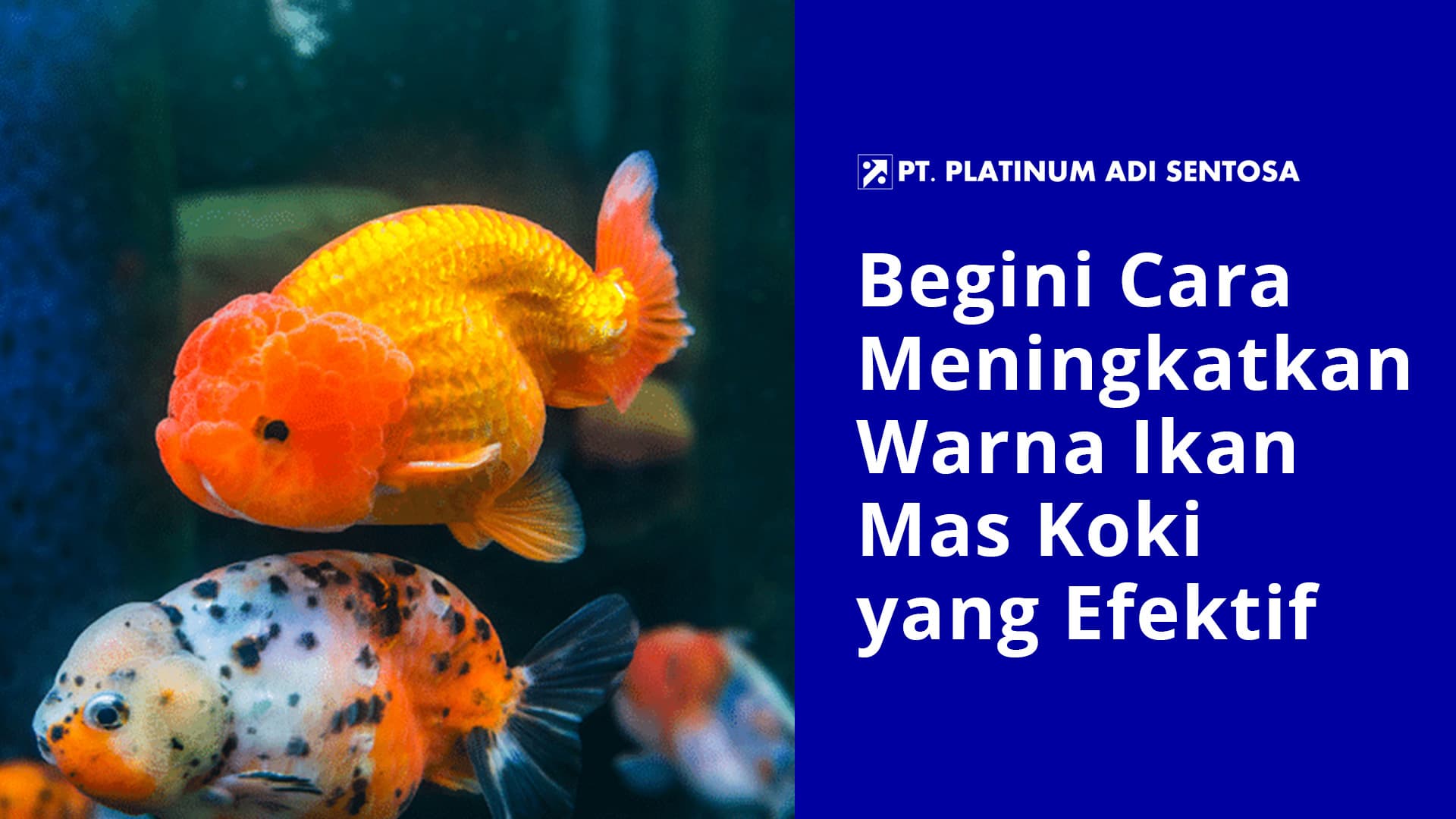 Begini Cara Meningkatkan Warna Ikan Mas Koki yang Efektif