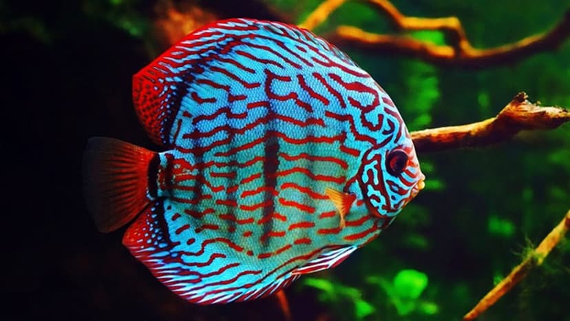 Ikan Discus