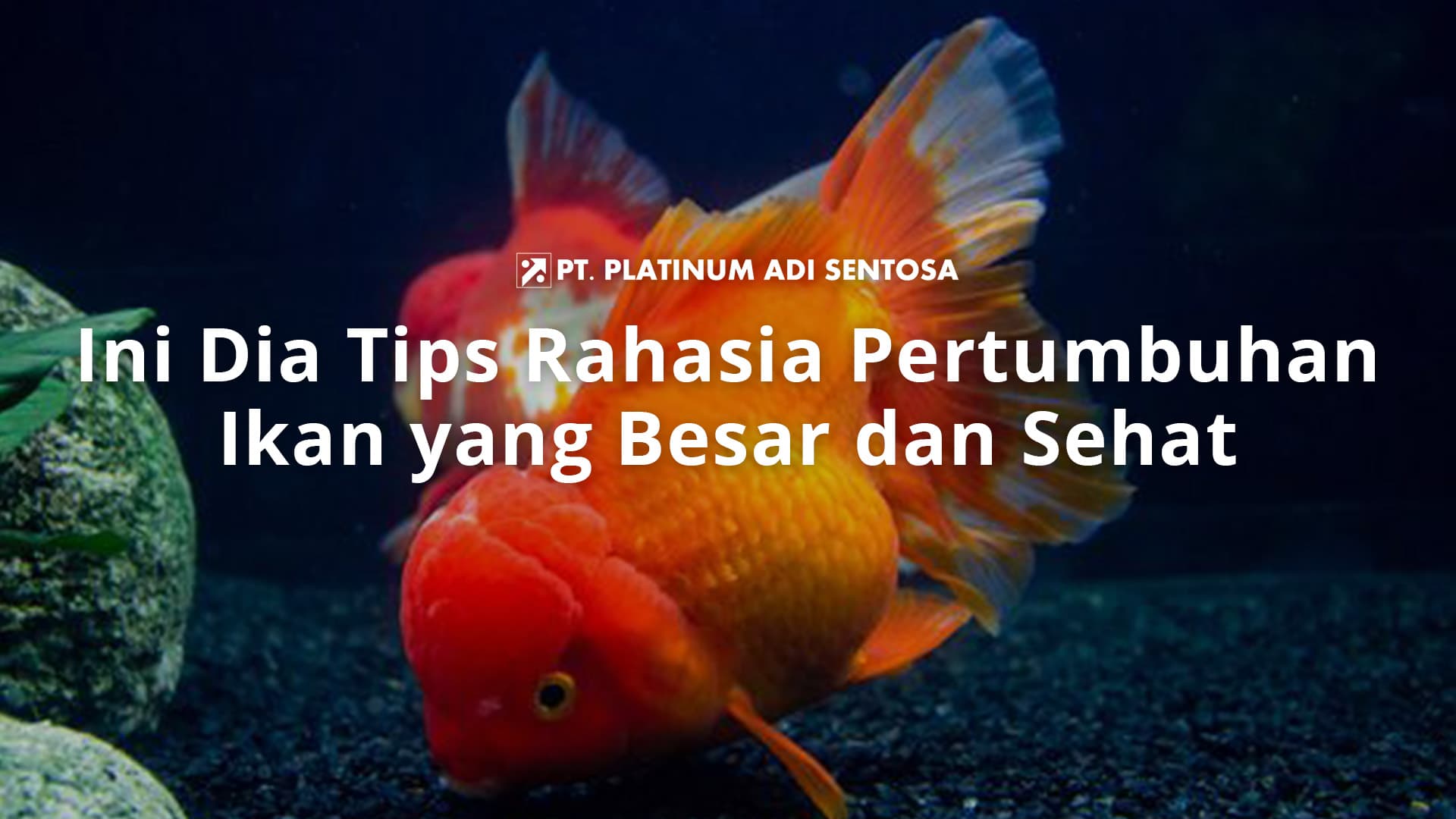 Ini Dia Tips Rahasia Pertumbuhan Ikan yang Besar dan Sehat