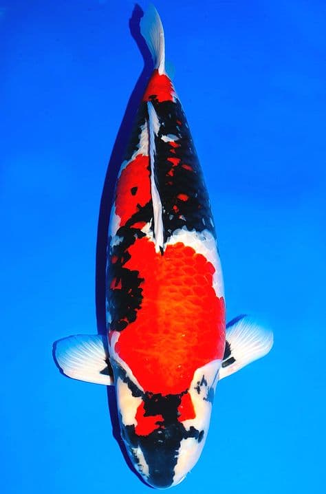 Showa Sanshoku