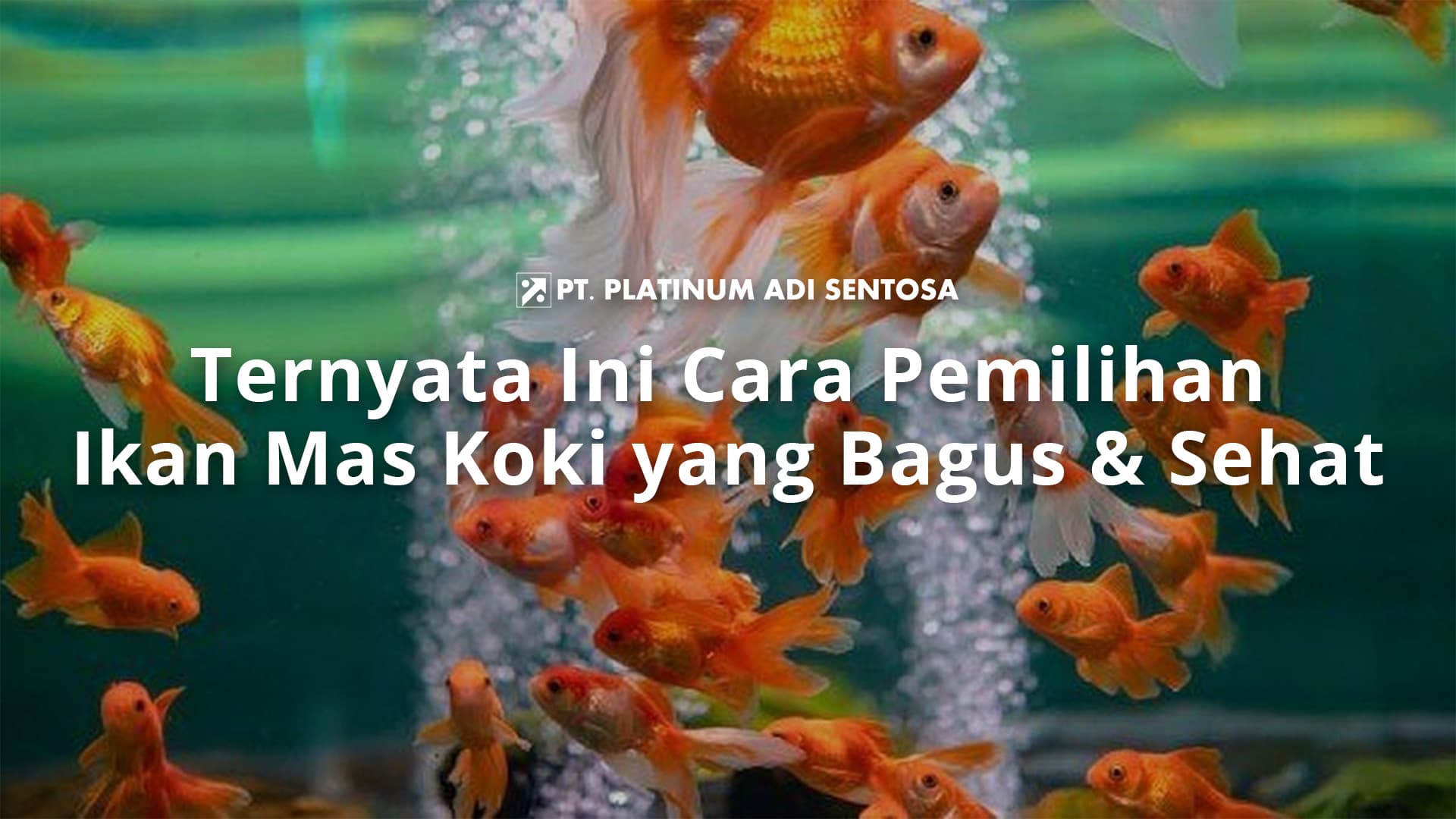 Ternyata Ini Cara Pemilihan Ikan Mas Koki yang Bagus & Sehat