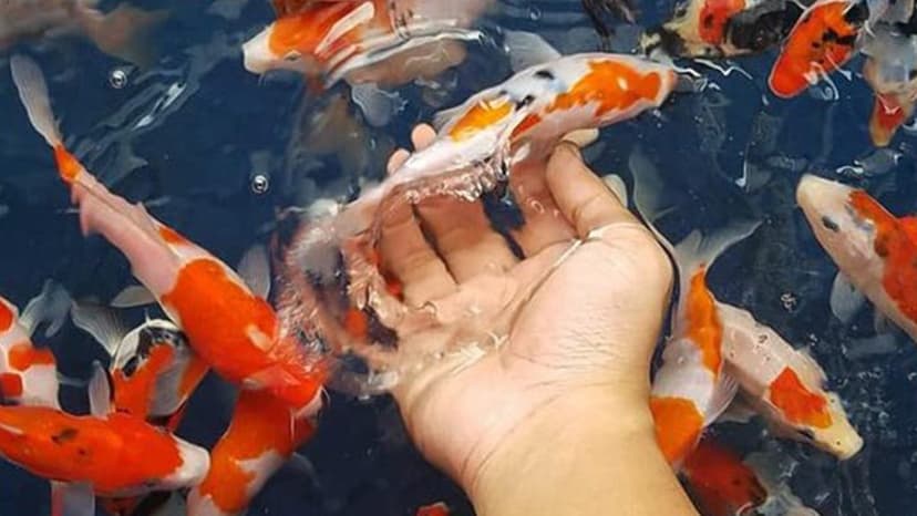 Ukuran Ikan Koi Pada Setiap Tahapan Umur