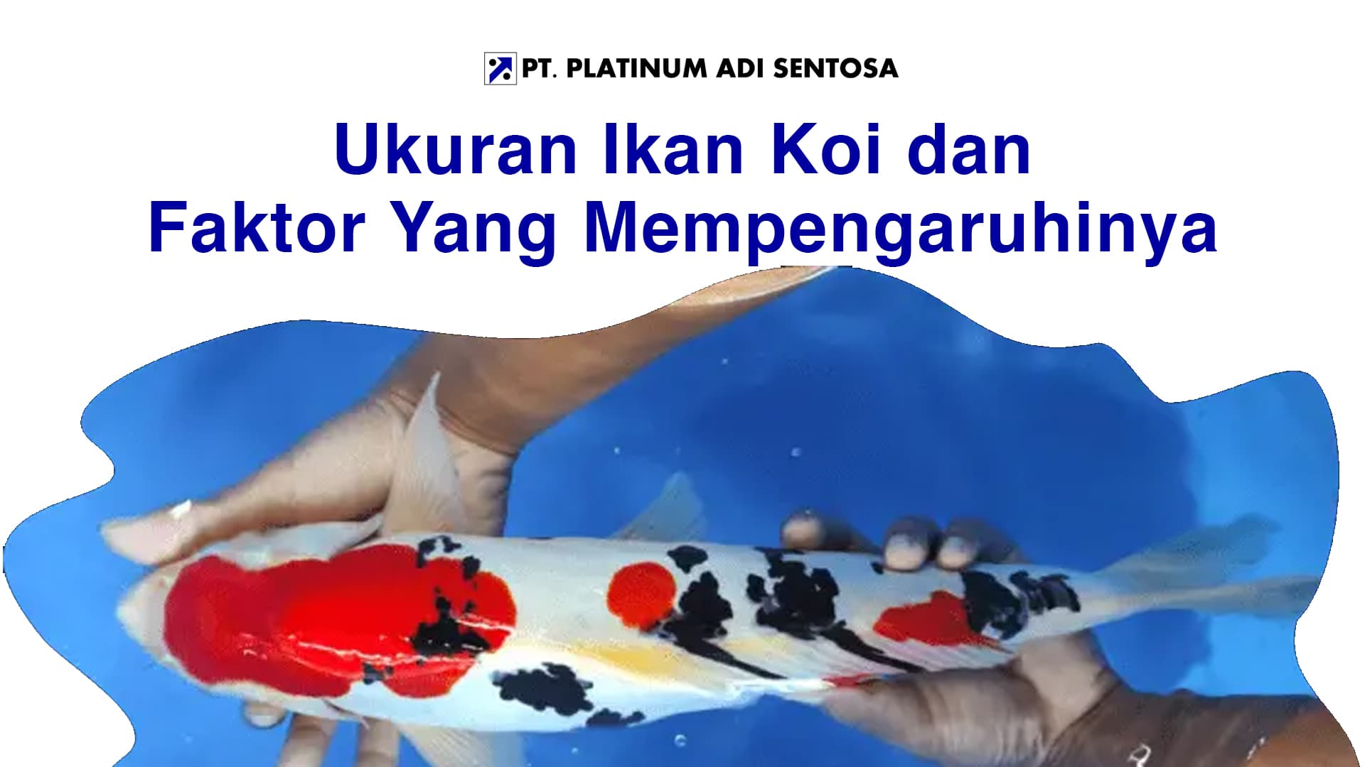 Ukuran Ikan Koi dan Faktor Yang Mempengaruhinya